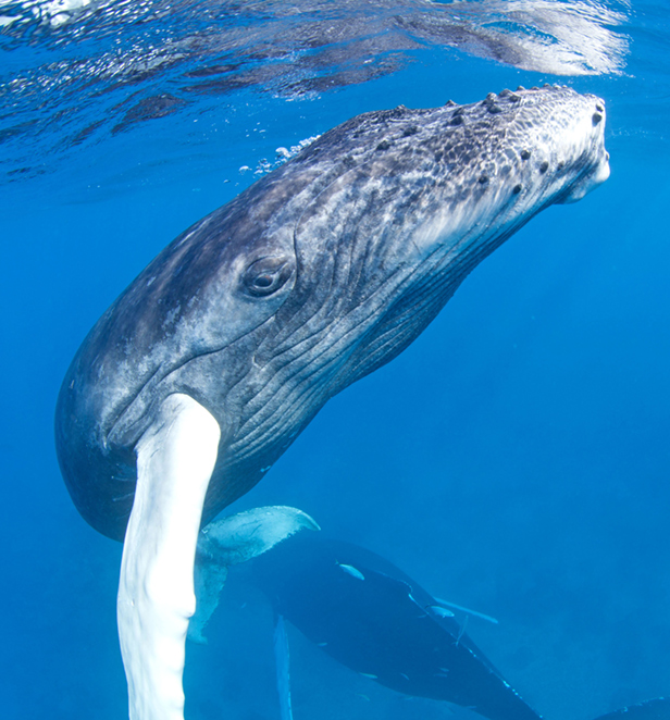 Humpback whale in the Caribbean 