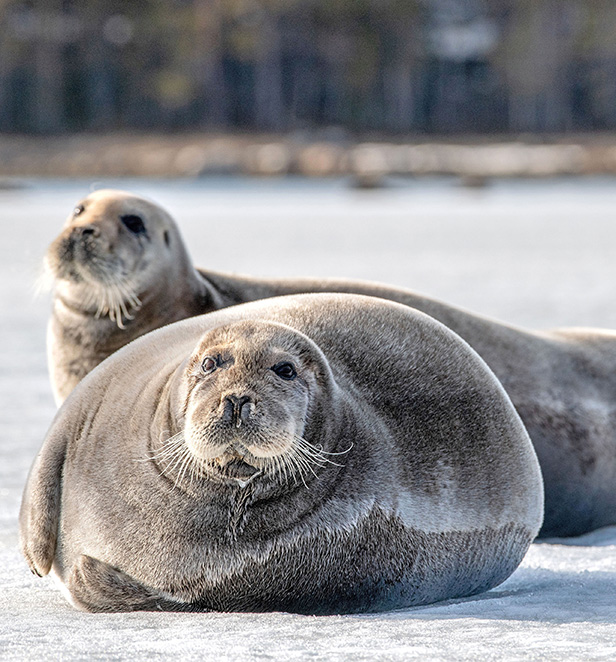Bearded seals 