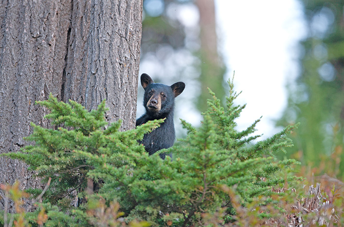 Black Bear in Whistler, Canada