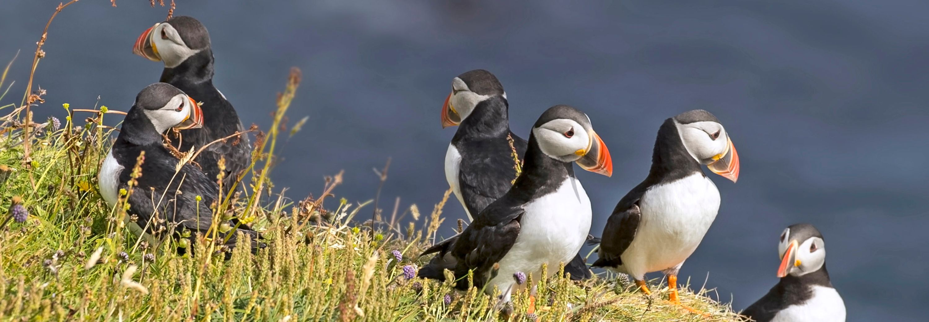 Puffins in Aberdeen