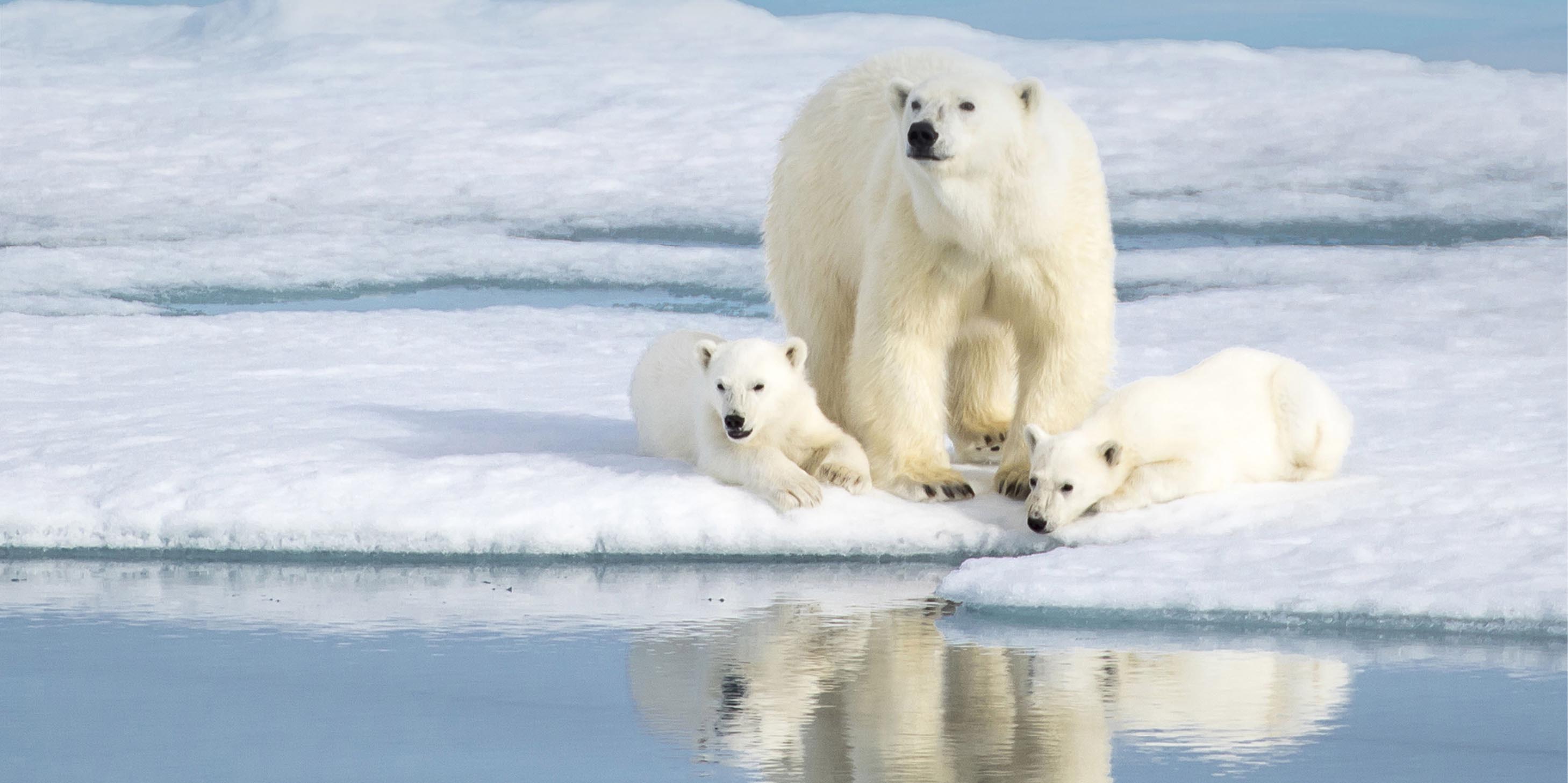 Polar Bears in Spitzbergen