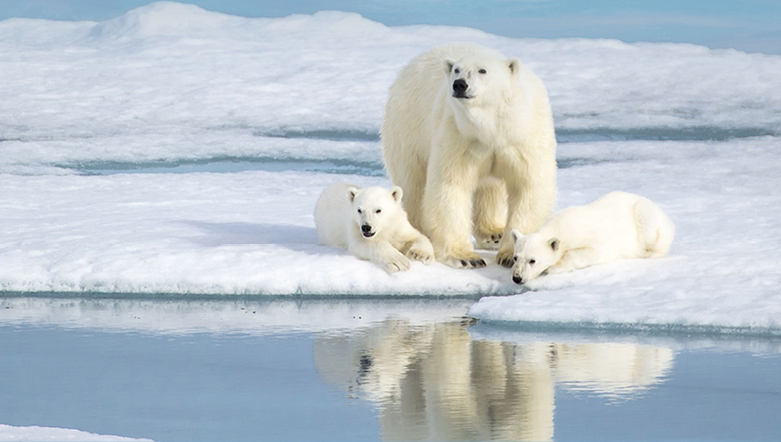 Polar Bears in Spitzbergen