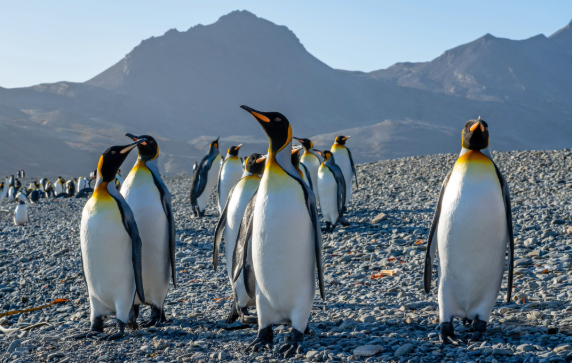 Fortuna Bay in Antactica. King Penguins can be seen walking along the pebbled beach